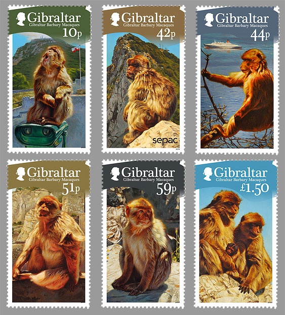 Macaque berbre de Gibraltar