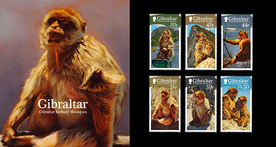 Macaque berbre de Gibraltar
