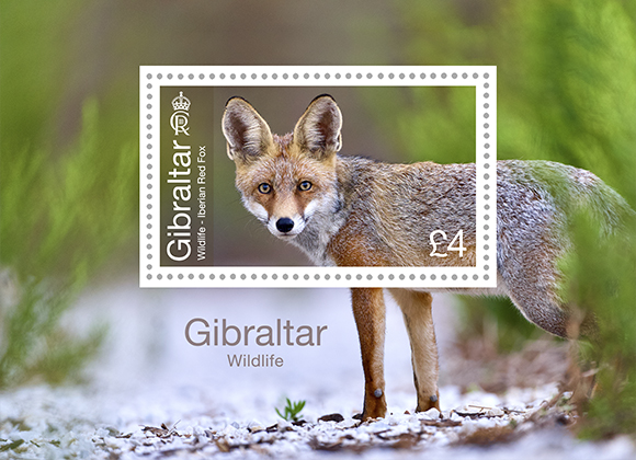 Gibraltar Wildlife